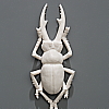 "skin-changer's closet: beetle" detail